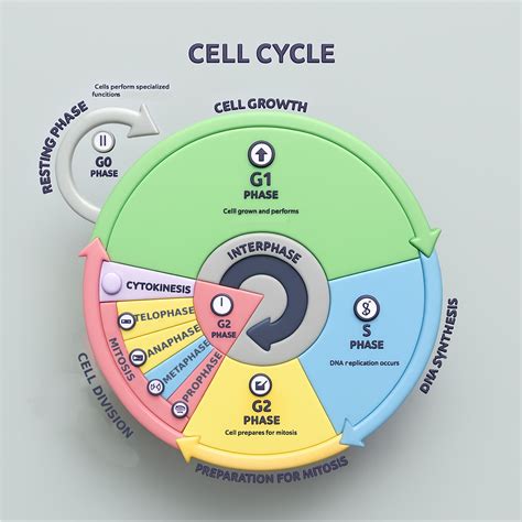 Cell Cycle Analysis: A Chosen Approach In Modern Research Studies