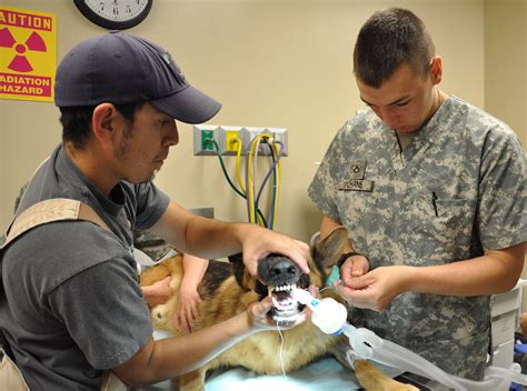 Animal care specialists learn critical skills in support of Veterinary ...