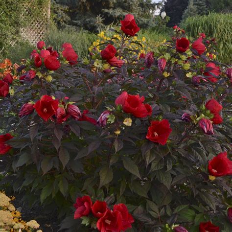 Midnight Marvel Perennial Hibiscus, Hardy Hibiscus - Missouri Botanic ...