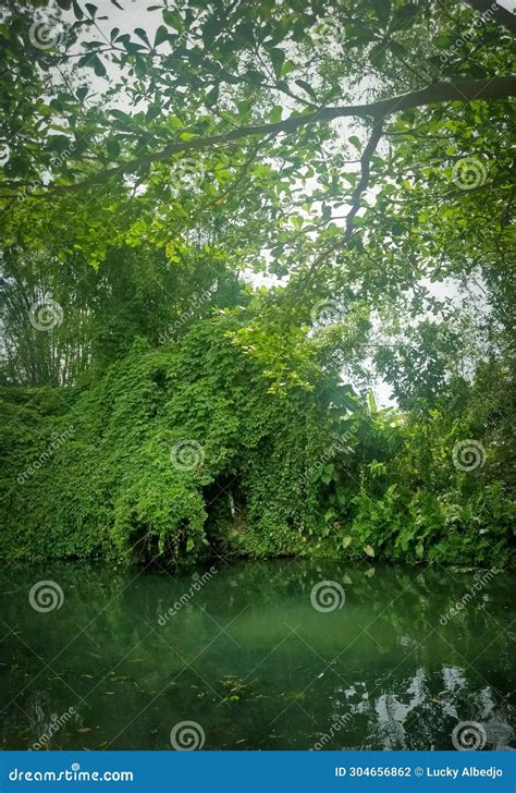 Tropical Rainforest with Trees and Green River Water Stock Photo ...