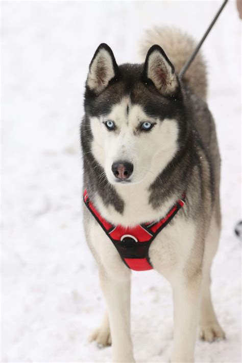 How a Dog Harness Promotes Safe and Comfortable Walks - Tamara Like Camera