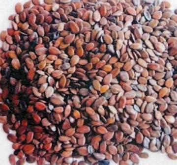 Subabul seeds | Dairy Knowledge Portal