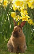 Image result for Baby Bunnies with Flowers