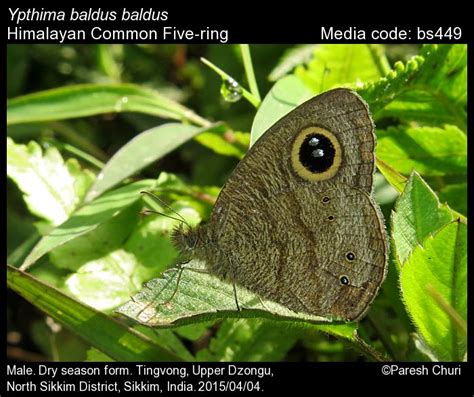 Ypthima baldus | Butterfly