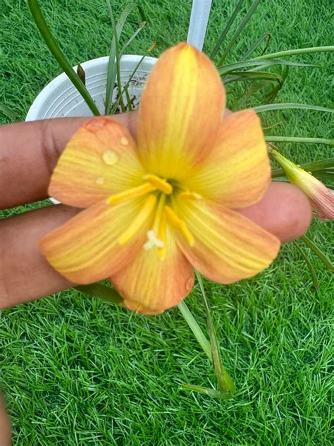 Rain Lily Golden Mango – Krishna’s Dream World