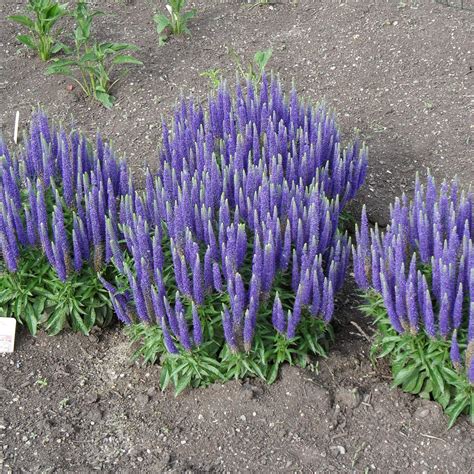 Veronica spicata glory royal candles speedwell 1 gallon – Artofit