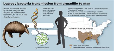 Leprosy Armadillo