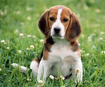 Image result for Free Screensavers Puppies