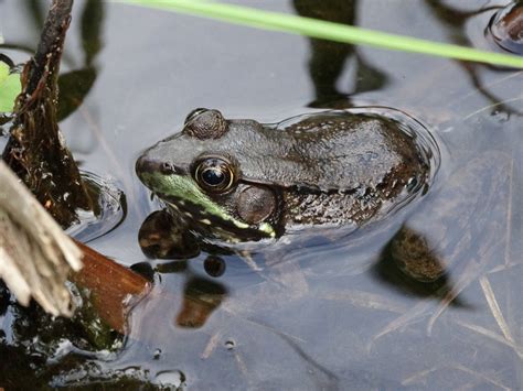 How to build a wildlife pond — Victoria Wade