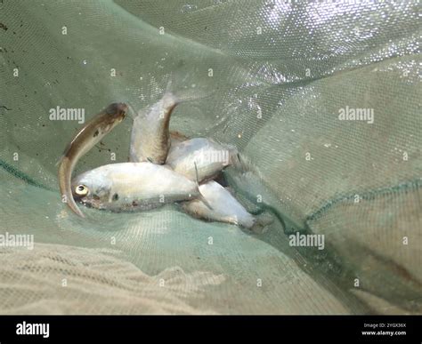 American gizzard shad hi-res stock photography and images - Alamy