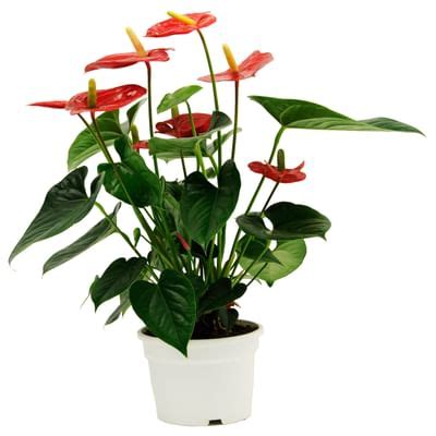 Anthurium: Order Flowers Online | Interflora India | ID1382768