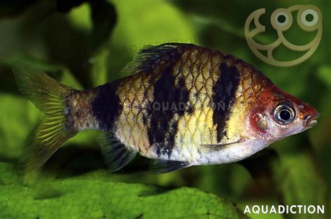 Black Ruby Barb - Pethia nigrofasciata Fish Profile & Care Guide