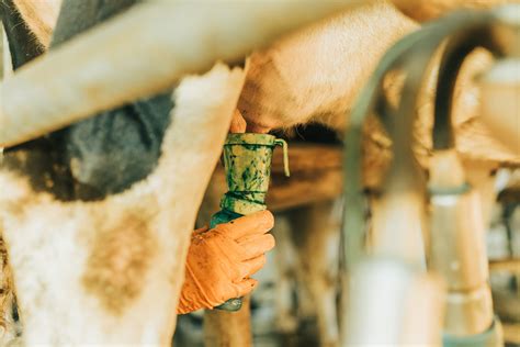 Mastitis in Dairy Cows – How to Spot, Treat, and Prevent Udder ...
