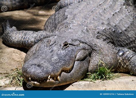 Portrait of a Resting Alligator Stock Photo - Image of apex, predators: 109991274