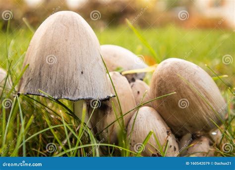 A Bunch of Brown Mushrooms Growing in the Grass of the Garden. Autumn ...