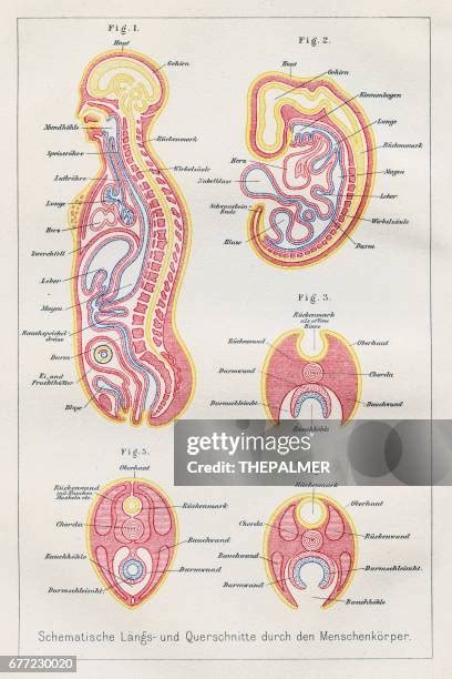 Longitudinal Section and Cross Section 的图像结果