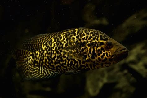 Jaguar Cichlid Care Guide: Care, Diet, Tankmates & More