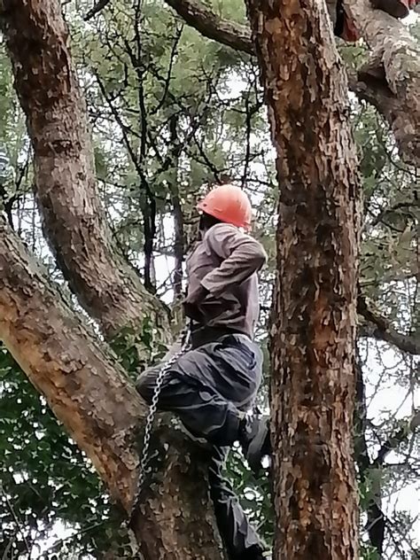 Image result for Tree Felling Injury