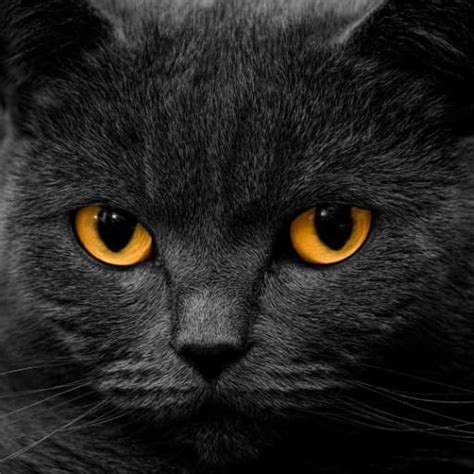 Unity 3D Input Field Tutorial 的图像结果