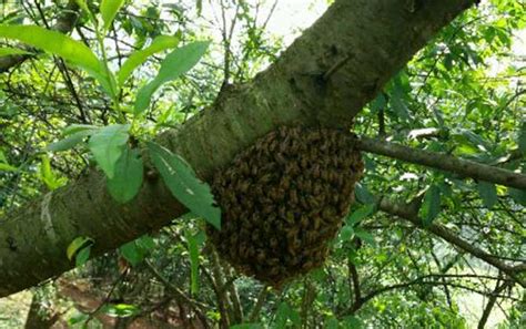 蜜蜂诱蜂箱来蜜蜂了，把它收回家养，还有蜂蜜吃_凤凰网视频_凤凰网
