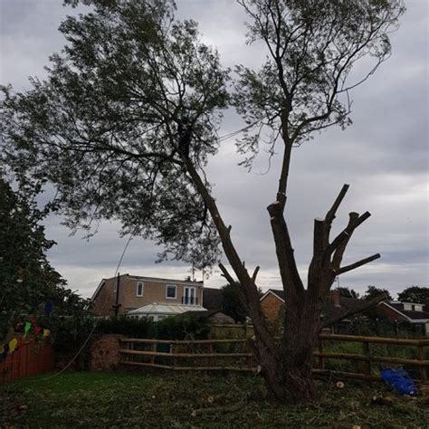 Pollarding – Treedom