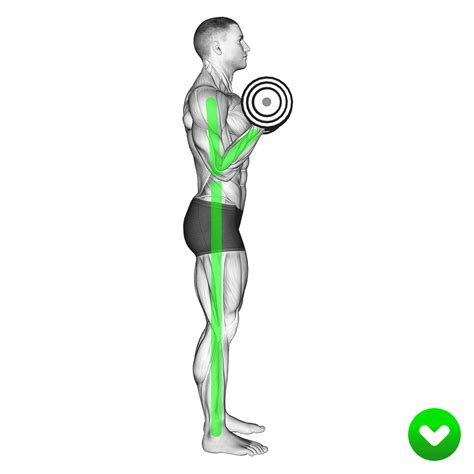 EZ Bar Curl: Benefits, Muscles Worked, More - Inspire US