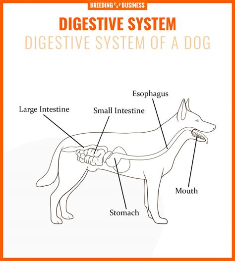 The Steps of a Dogs Digestive System 的图像结果
