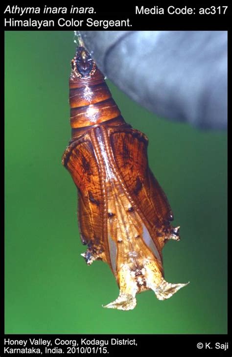 Athyma inara | Butterfly