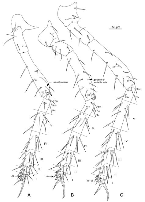 Deep Troglomorphy: New Arrhopalitidae (Collembola: Symphypleona) of ...