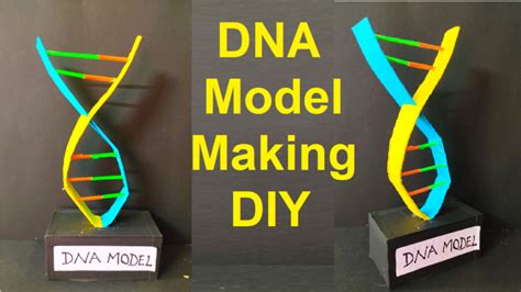 Image result for easyDNA DIY Model