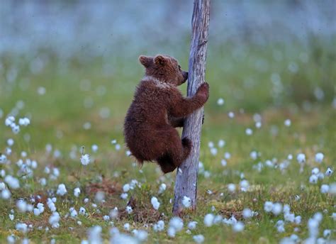 Baby Bear Climbing a Small Dead Tree, Wildlife, Baby Animal, Cub, HD ...