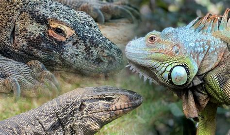 Big Lizards You Can Keep as Pets (Ranked by Size) - PetsWithScales