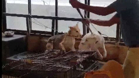 14 Street Dogs In 'Miserable Condition' Rescued From South Delhi's ...
