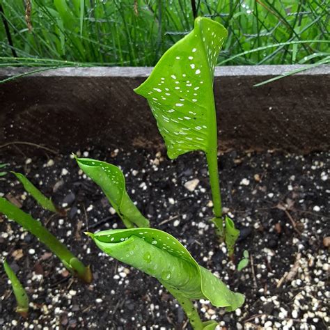 Calla Lily Grow In Shade at Allan Sturtz blog