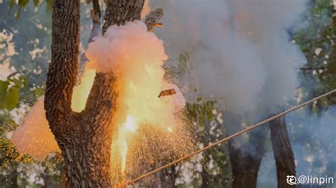 炸彈樹會爆炸嗎？爆炸威力近似於小型手雷，是世界上殺傷力最大的樹-養花網