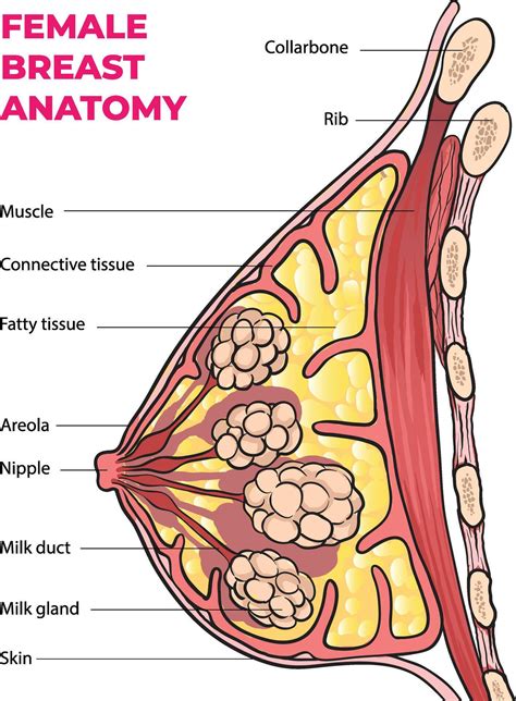 illustration of female breast anatomy diagram 60385438 Vector Art at Vecteezy