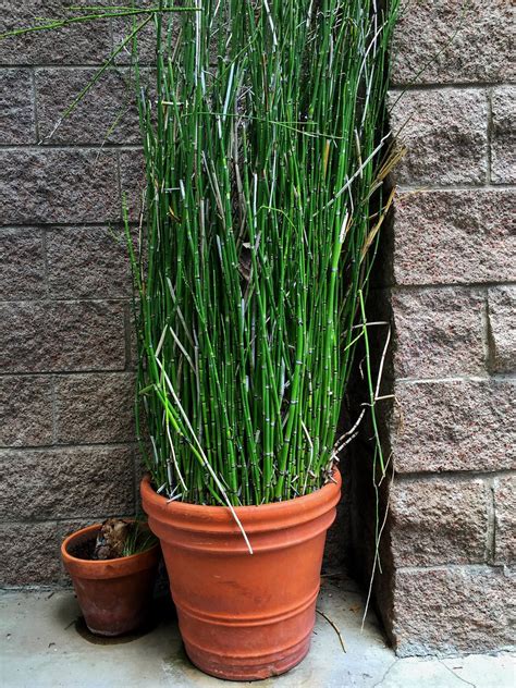 snake in the grass quotes