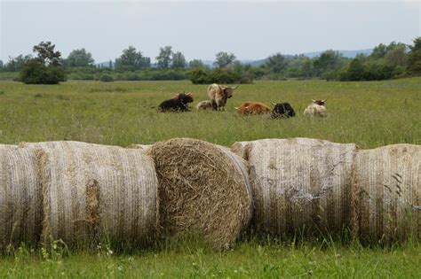 Free Images : grass, plant, field, farm, meadow, prairie, herd, pasture ...