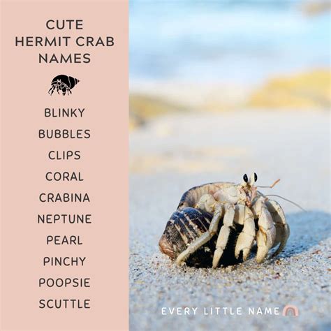 Cute Names For Hermit Crabs