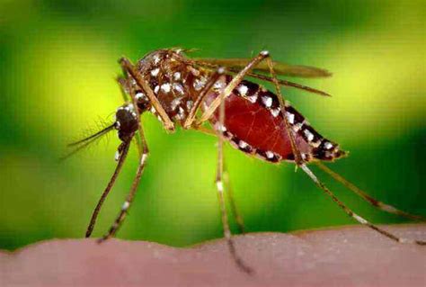 咬人吸血的蚊子都有哪些？如何防治？_积水