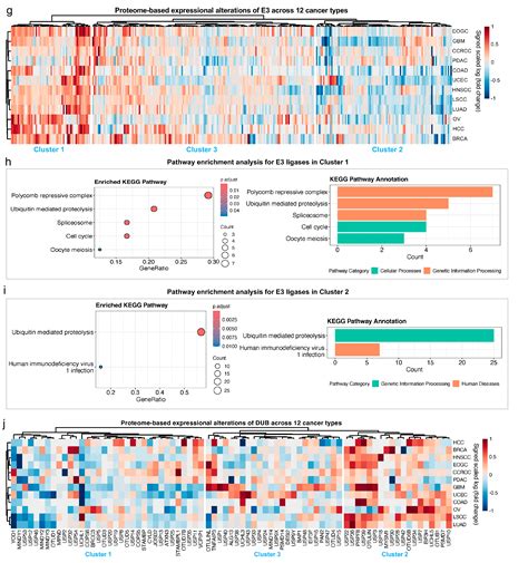 Multi-Omics Characterization of E3 Regulatory Patterns in Different ...
