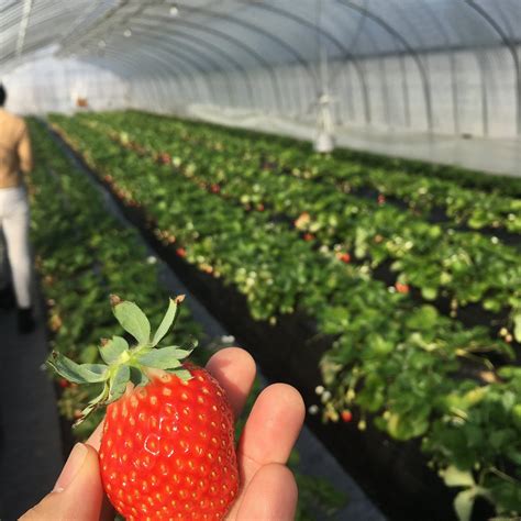 MIBU STRAWBERRY FARM (2025) All You Need to Know BEFORE You Go (with ...