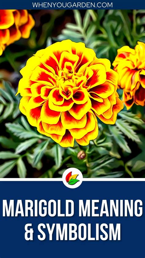 Marigold Meaning and Symbolism - WhenYouGarden.com