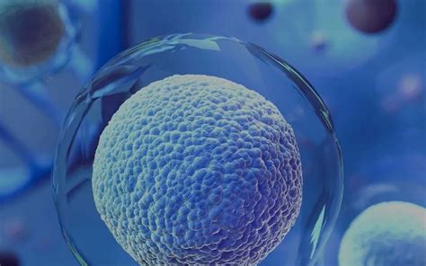 Image result for Mammalian Expression Vector