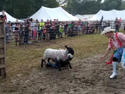 Mutton Busting, Northumberland County Fair, Trevorton, 22 August 2024 ...