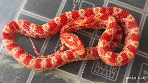 Red Albino Corn Snake
