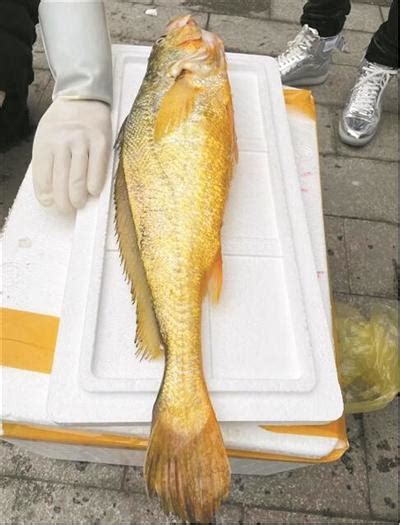 瑞安北麂渔民捞到4.1斤野生大黄鱼“大惊喜” 卖了1.3万元-新闻中心-温州网