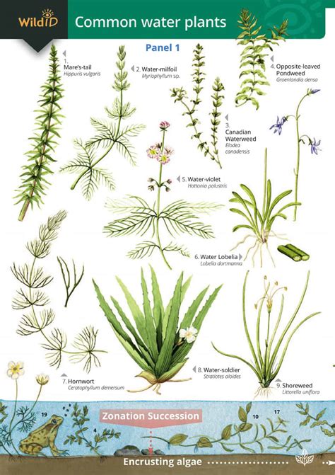 Water plants guide – Field Studies Council