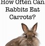 Image result for bunnies eating carrots