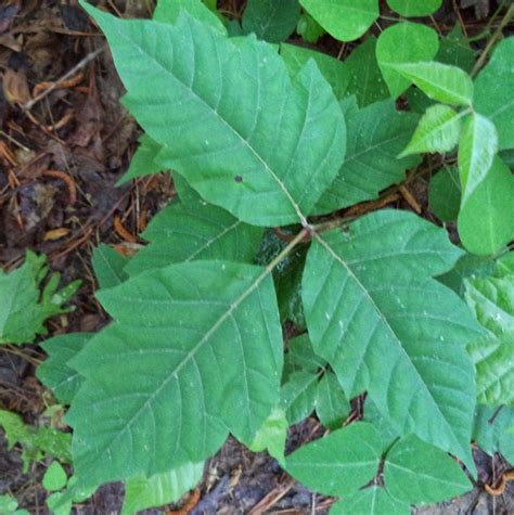 UGA Extension in Cobb County: Leaves of Three...Poison Ivy in the Landscape